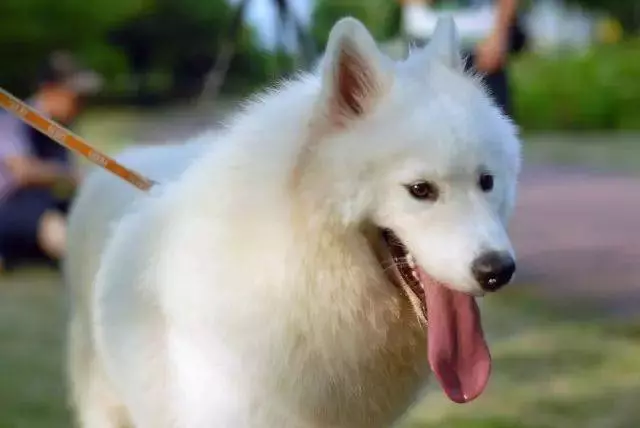 養狗必看,這7種誤區你還再犯嗎