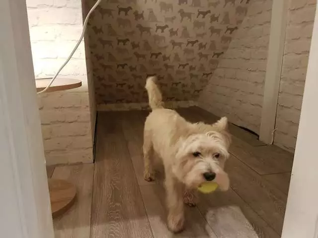 狗比人還幸福的實例！　爸爸為愛犬打造「VIP豪華房間」　它住到不想出來啊