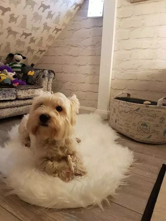 狗比人還幸福的實例！　爸爸為愛犬打造「VIP豪華房間」　它住到不想出來啊
