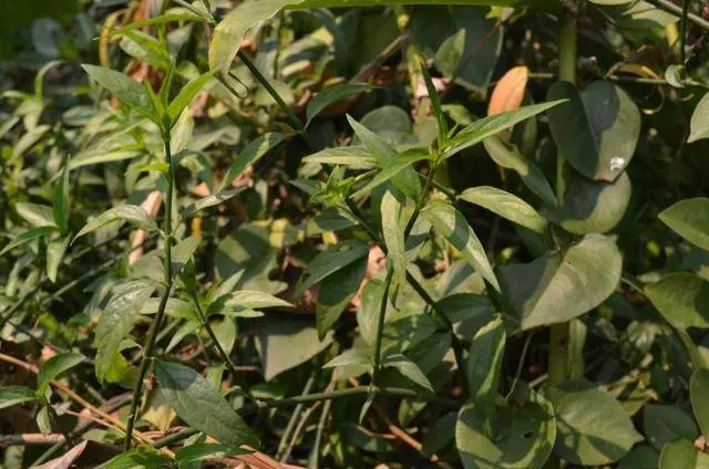 醫生告誡:腦溢血病發前有「5個徵兆」,