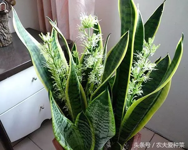 觀葉的虎尾蘭開花了?養了10年才開花,也是賺了!