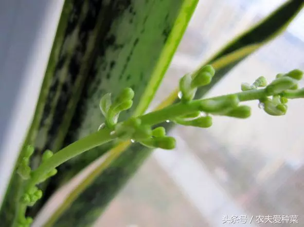 觀葉的虎尾蘭開花了?養了10年才開花,也是賺了!