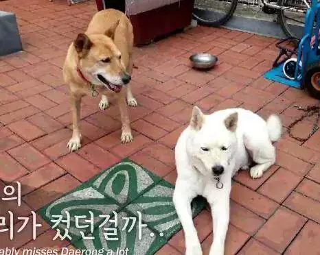 14歲狗狗因同伴離開世界拒食兩個月,直到主人拿出「最強食物」,狗狗行為讓人滿臉黑線問好