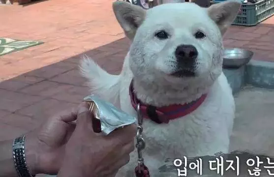 14歲狗狗因同伴離開世界拒食兩個月,直到主人拿出「最強食物」,狗狗行為讓人滿臉黑線問好