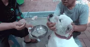 14歲狗狗因同伴離開世界拒食兩個月,直到主人拿出「最強食物」,狗狗行為讓人滿臉黑線問好