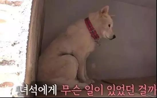 14歲狗狗因同伴離開世界拒食兩個月,直到主人拿出「最強食物」,狗狗行為讓人滿臉黑線問好