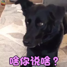 貓狗裡有弱智嗎?看看這些網友的經歷要笑噴