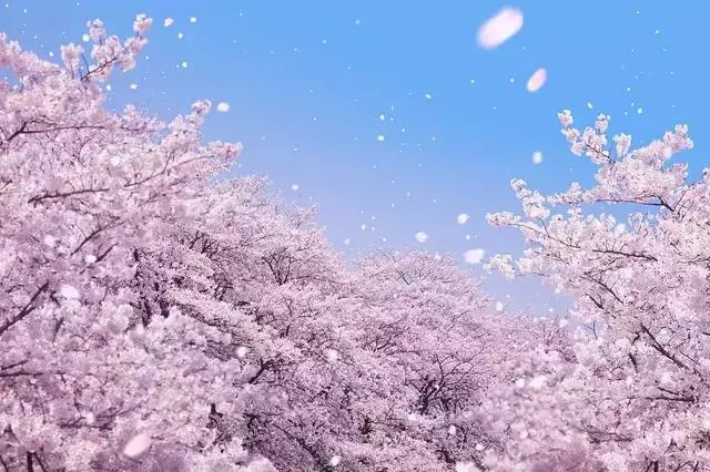 2019年日本櫻花季日程出爐!看完就可以趕緊請假啦!