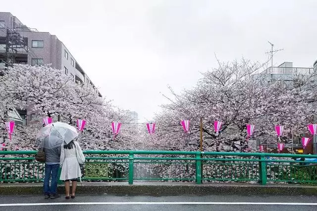 2019年日本櫻花季日程出爐!看完就可以趕緊請假啦!