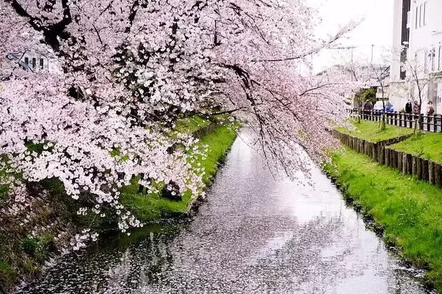 2019年日本櫻花季日程出爐!看完就可以趕緊請假啦!