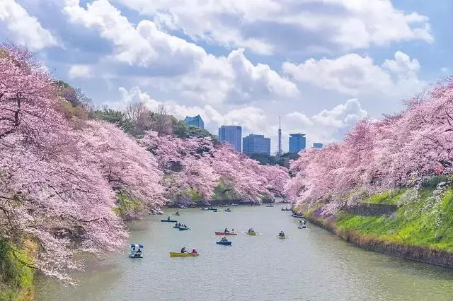 2019年日本櫻花季日程出爐!看完就可以趕緊請假啦!