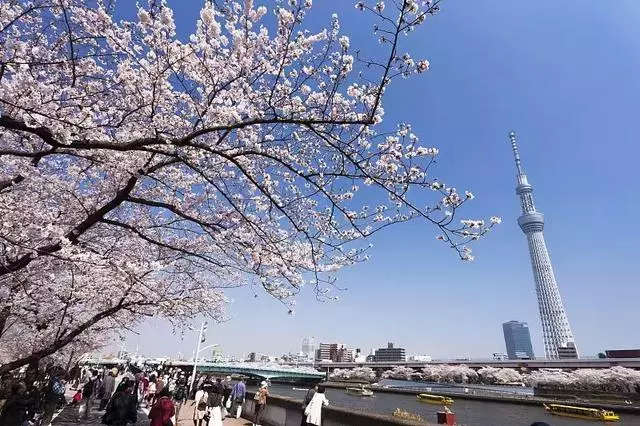 2019年日本櫻花季日程出爐!看完就可以趕緊請假啦!