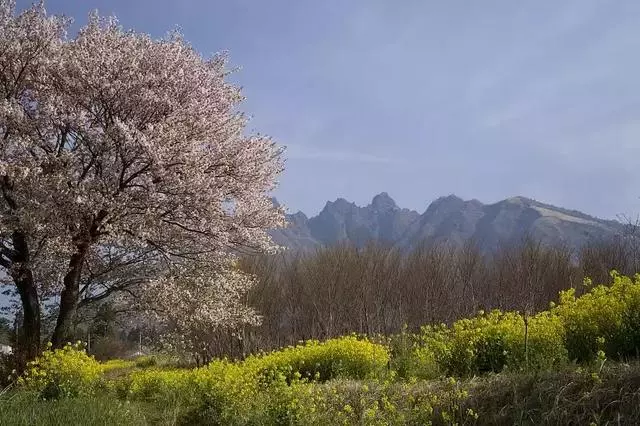 2019年日本櫻花季日程出爐!看完就可以趕緊請假啦!