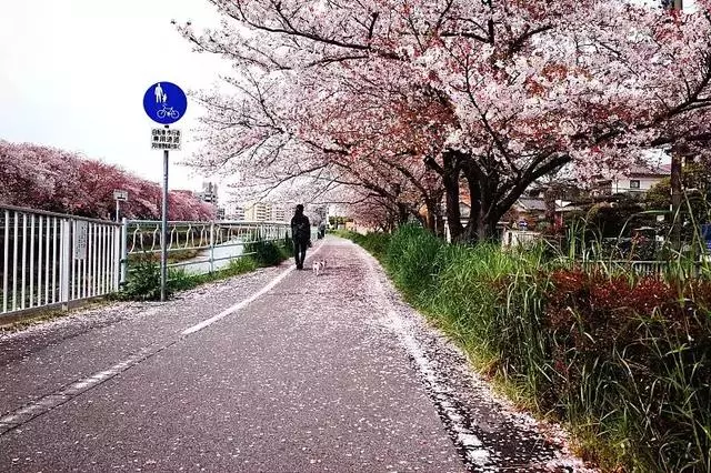 2019年日本櫻花季日程出爐!看完就可以趕緊請假啦!