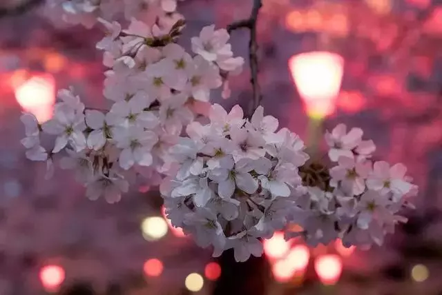 2019年日本櫻花季日程出爐!看完就可以趕緊請假啦!