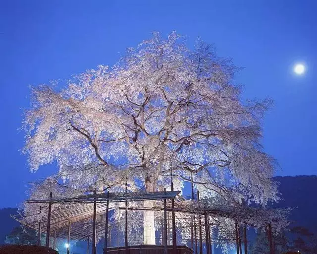 2019年日本櫻花季日程出爐!看完就可以趕緊請假啦!