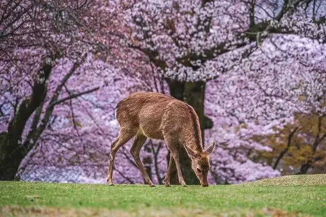 2019年日本櫻花季日程出爐!看完就可以趕緊請假啦!