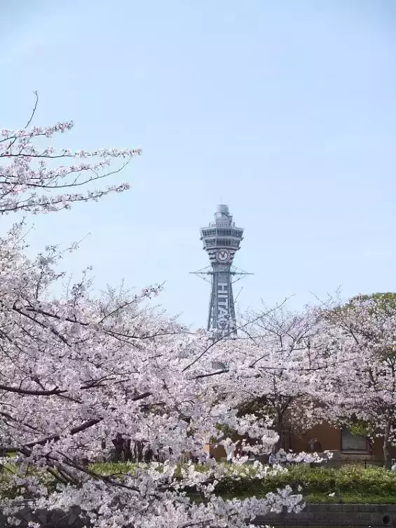 2019年日本櫻花季日程出爐!看完就可以趕緊請假啦!