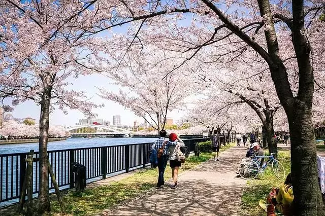 2019年日本櫻花季日程出爐!看完就可以趕緊請假啦!