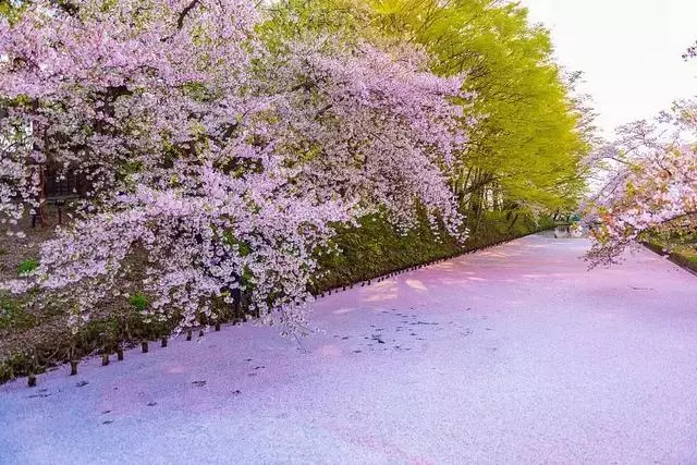 2019年日本櫻花季日程出爐!看完就可以趕緊請假啦!