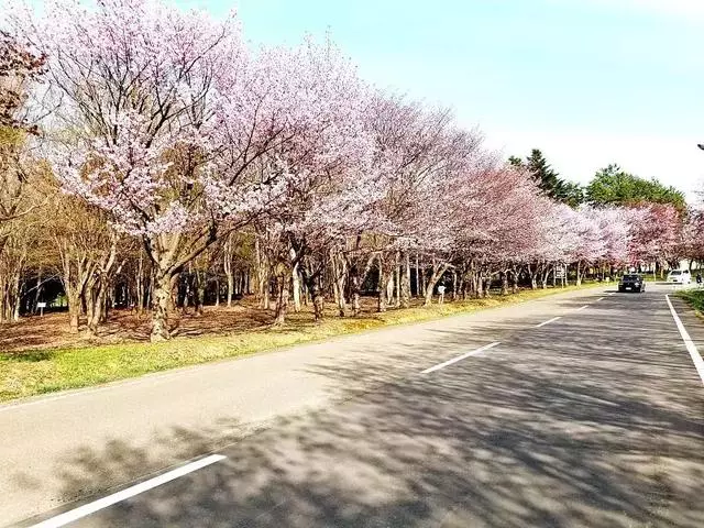 2019年日本櫻花季日程出爐!看完就可以趕緊請假啦!