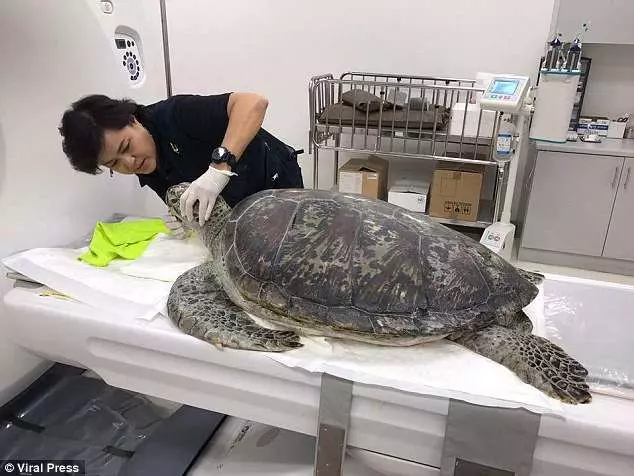 這隻海龜龜殼破裂,無法呼吸,獸醫們都以為牠患了腫瘤!沒想到CT掃描後發現.....簡直是活體「銀行」啊!!