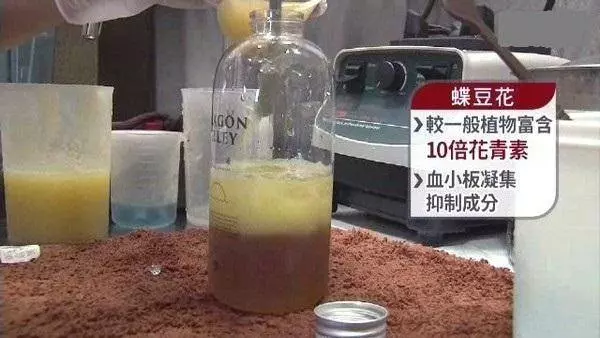 深受台灣人喜歡的蝶豆花茶,花青素10倍喝,兩步自製蝶豆花茶,抗老抗氧化、預防糖尿病,一杯6種功效,但唯獨這四種人不能碰