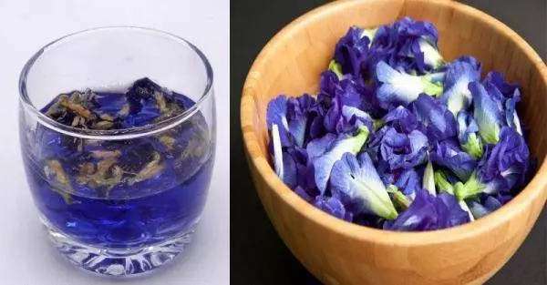 深受台灣人喜歡的蝶豆花茶,花青素10倍喝,兩步自製蝶豆花茶,抗老抗氧化、預防糖尿病,一杯6種功效,但唯獨這四種人不能碰