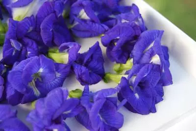 深受台灣人喜歡的蝶豆花茶,花青素10倍喝,兩步自製蝶豆花茶,抗老抗氧化、預防糖尿病,一杯6種功效,但唯獨這四種人不能碰