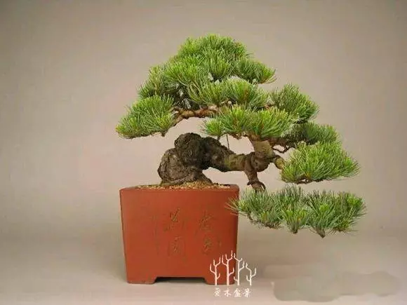 你從來不缺盆景樁材,看完這些盆景你才懂高手二字