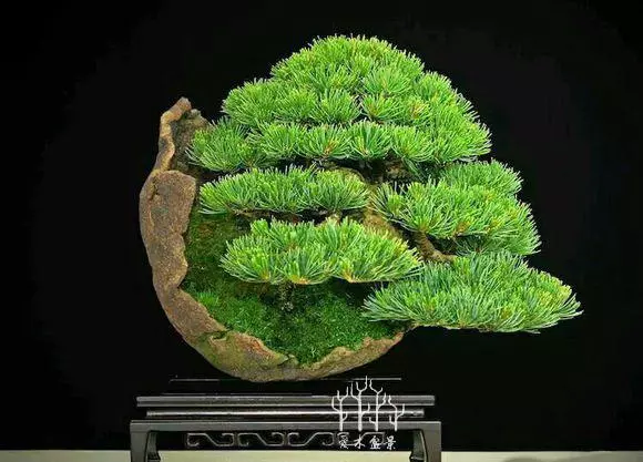 你從來不缺盆景樁材,看完這些盆景你才懂高手二字