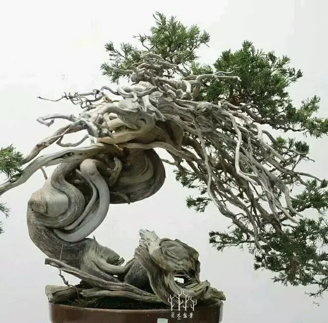 你從來不缺盆景樁材,看完這些盆景你才懂高手二字