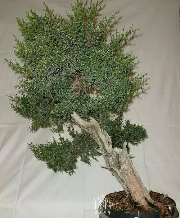 你從來不缺盆景樁材,看完這些盆景你才懂高手二字
