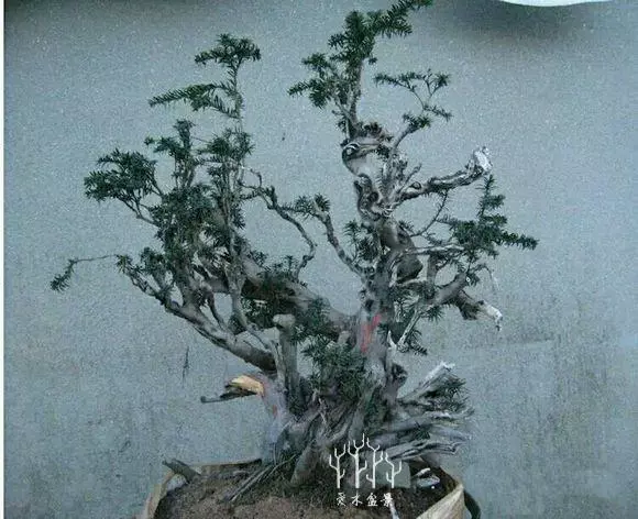 你從來不缺盆景樁材,看完這些盆景你才懂高手二字