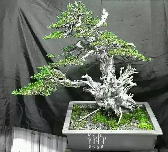 你從來不缺盆景樁材,看完這些盆景你才懂高手二字