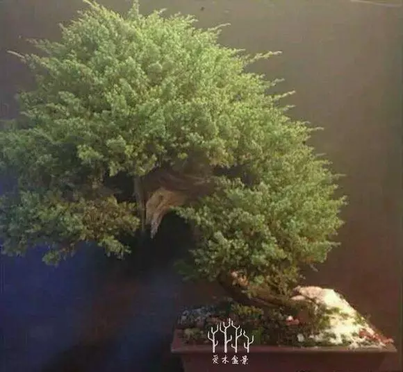 你從來不缺盆景樁材,看完這些盆景你才懂高手二字