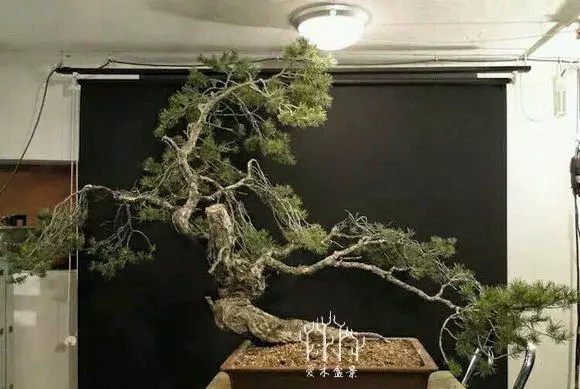 你從來不缺盆景樁材,看完這些盆景你才懂高手二字