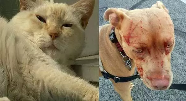 16歲老貓單挑七隻比特犬!居然把牠們都打成「重傷」!沒想到狗主人反而很感謝!
