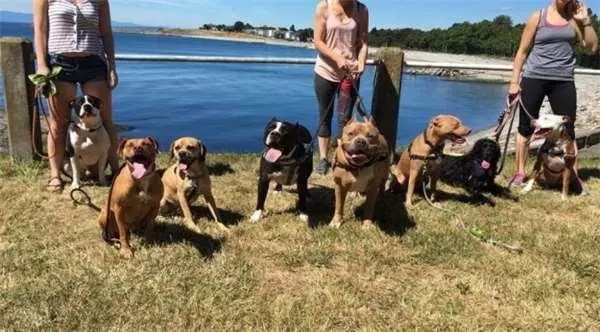 16歲老貓單挑七隻比特犬!居然把牠們都打成「重傷」!沒想到狗主人反而很感謝!