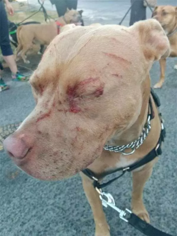 16歲老貓單挑七隻比特犬!居然把牠們都打成「重傷」!沒想到狗主人反而很感謝!