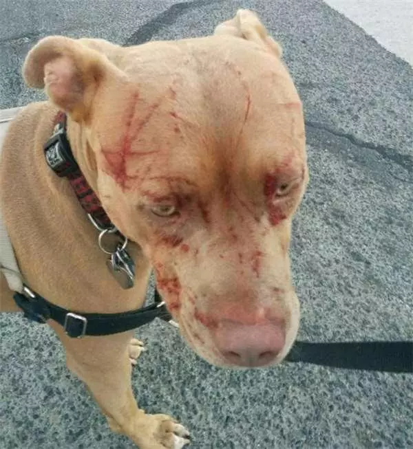 16歲老貓單挑七隻比特犬!居然把牠們都打成「重傷」!沒想到狗主人反而很感謝!