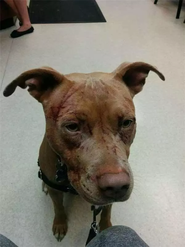 16歲老貓單挑七隻比特犬!居然把牠們都打成「重傷」!沒想到狗主人反而很感謝!