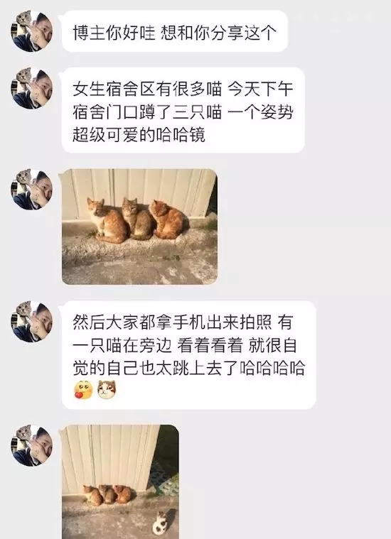 3隻橘貓排隊曬太陽,這時花貓突然出現!接下來的畫面讓網友笑噴!!!