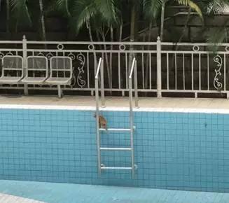 小奶貓掉進泳池中,流浪貓媽:你要學會自己上來,因為我遲早會離開你