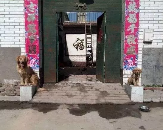 第一次帶領養的金金母子回老家 牠們突然「霸氣挺胸一站」:幫你看家! - 寵物星人的秘密基地