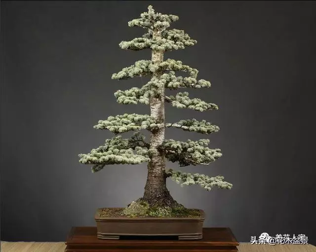 輕鬆學會7個直幹型盆景造型方式!
