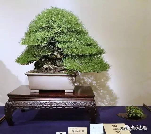 輕鬆學會7個直幹型盆景造型方式!