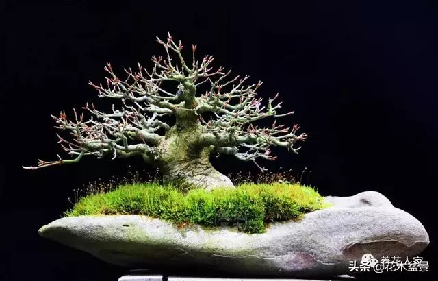 輕鬆學會7個直幹型盆景造型方式!