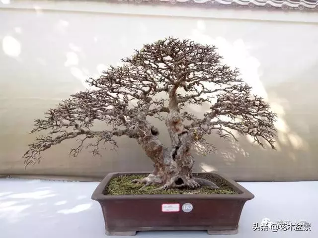 輕鬆學會7個直幹型盆景造型方式!