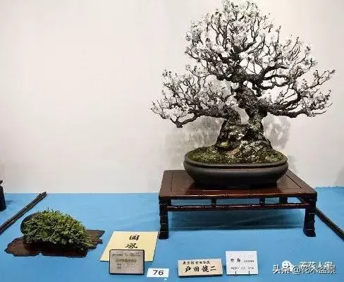 輕鬆學會7個直幹型盆景造型方式!